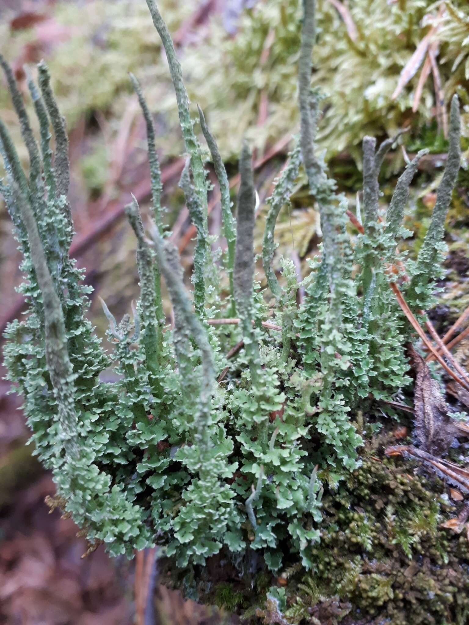 Image of cup lichen