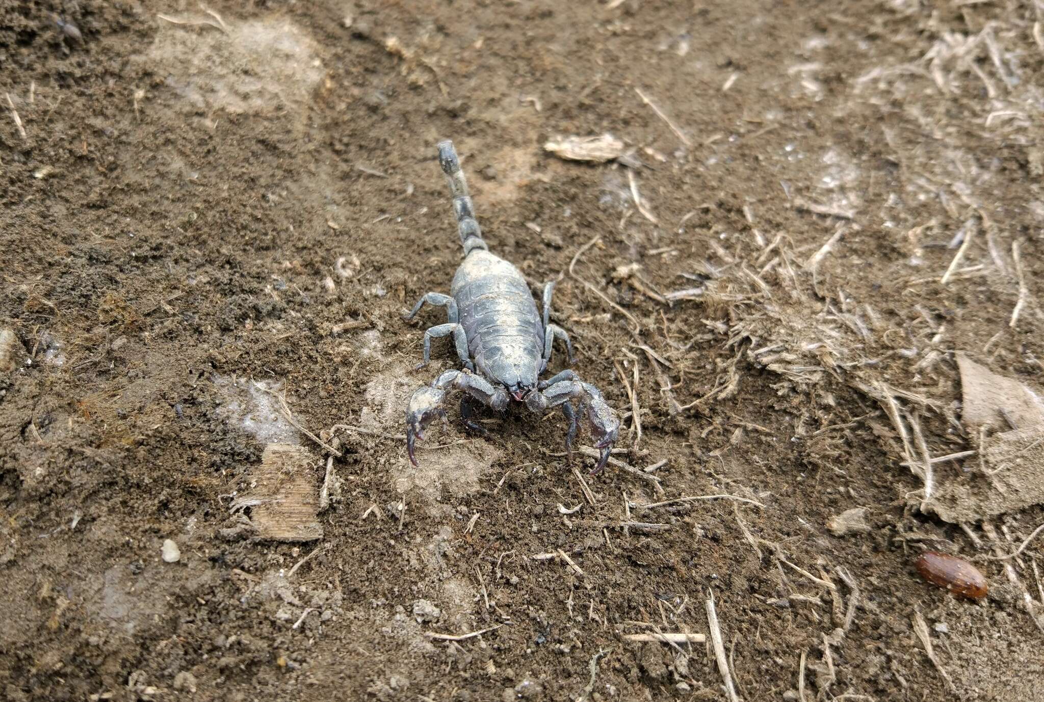 Image of Scorpiops tibetanus Hirst 1911