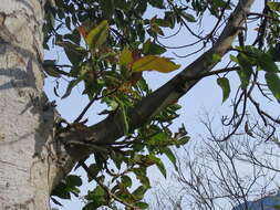 Image of Broom-cluster fig