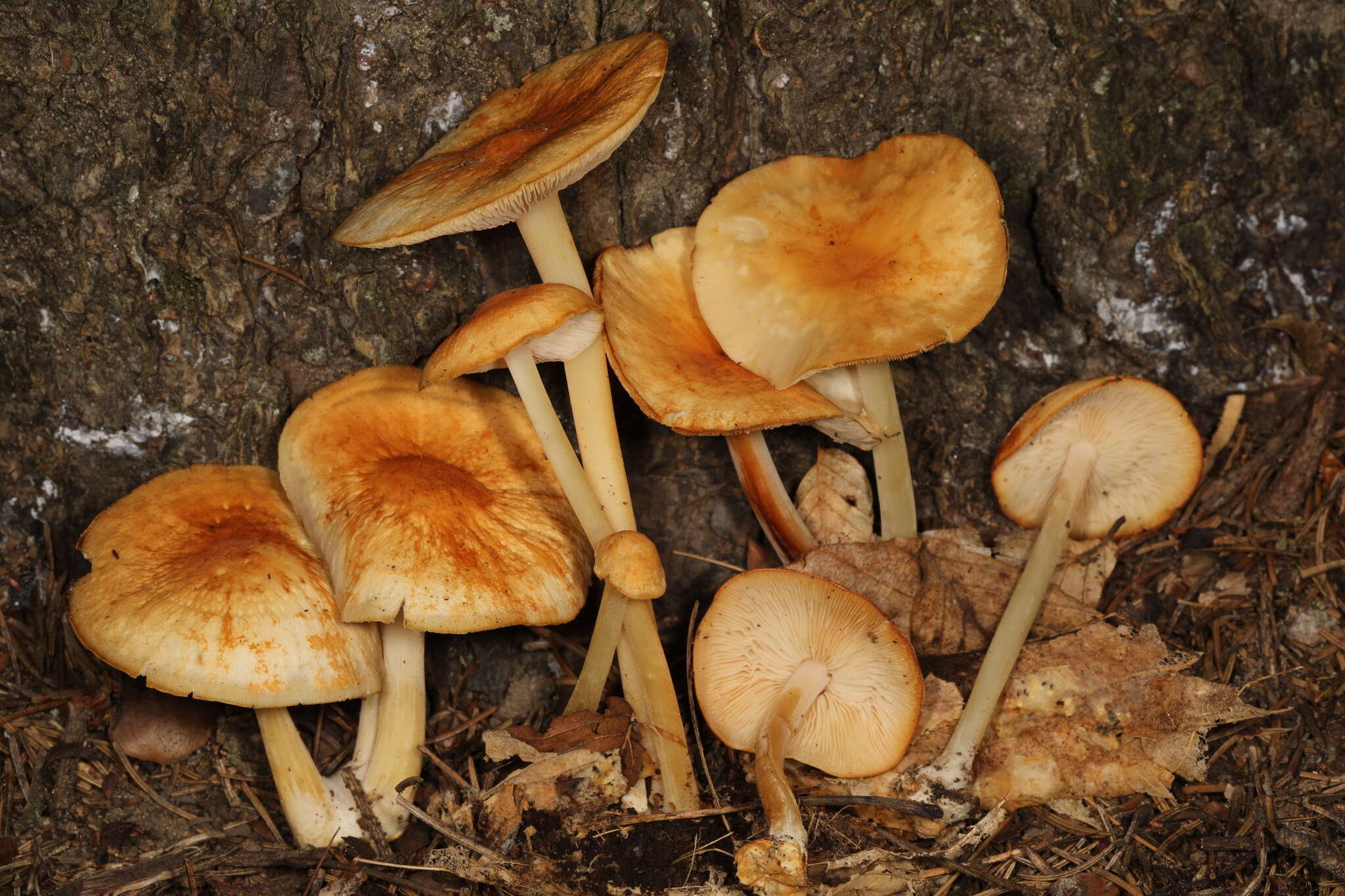 Image of Marasmius strictipes (Peck) Singer 1943