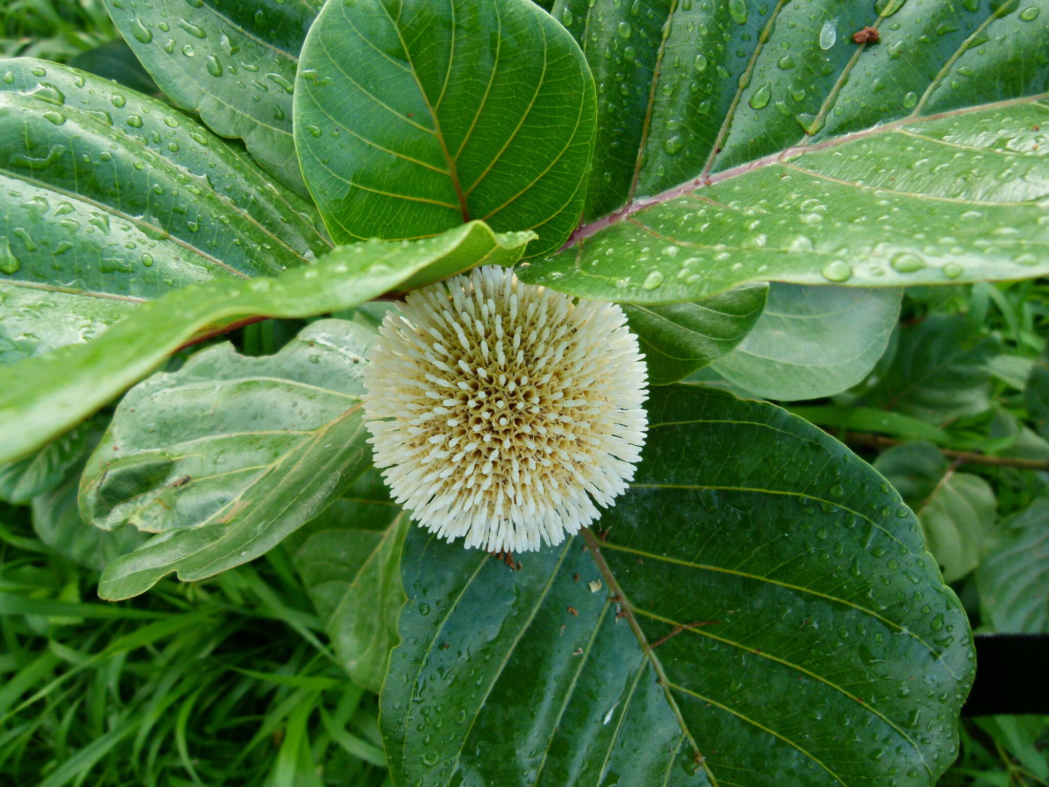 Image of Nauclea latifolia Sm.