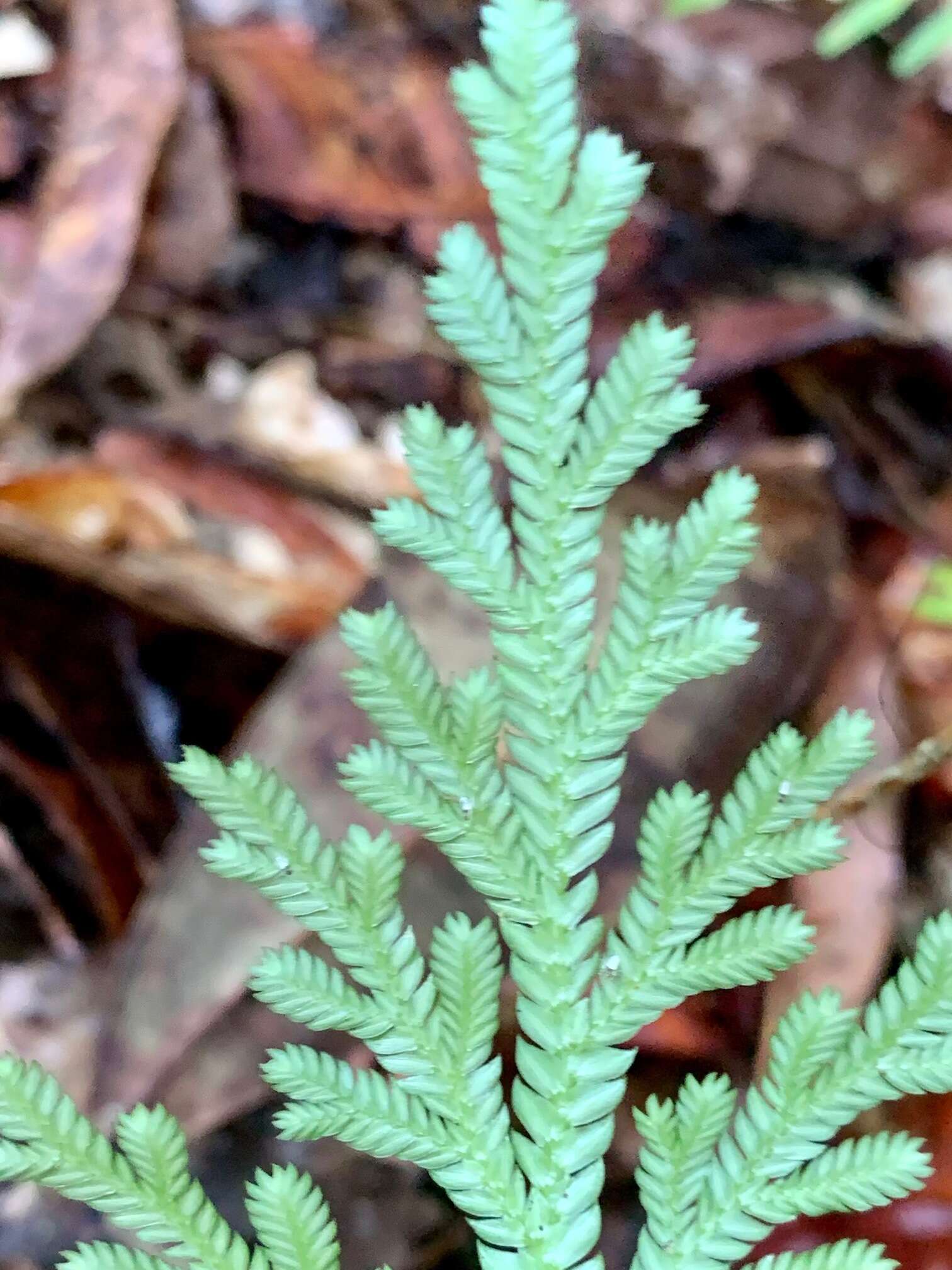 Image of electric fern