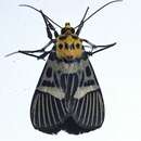 صورة Argyrolepidia thoracophora Turner 1920