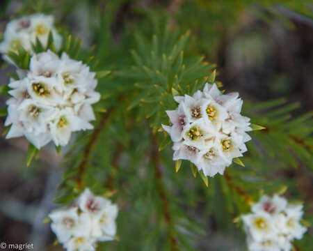 Image of Lachnaea densiflora Meissn.