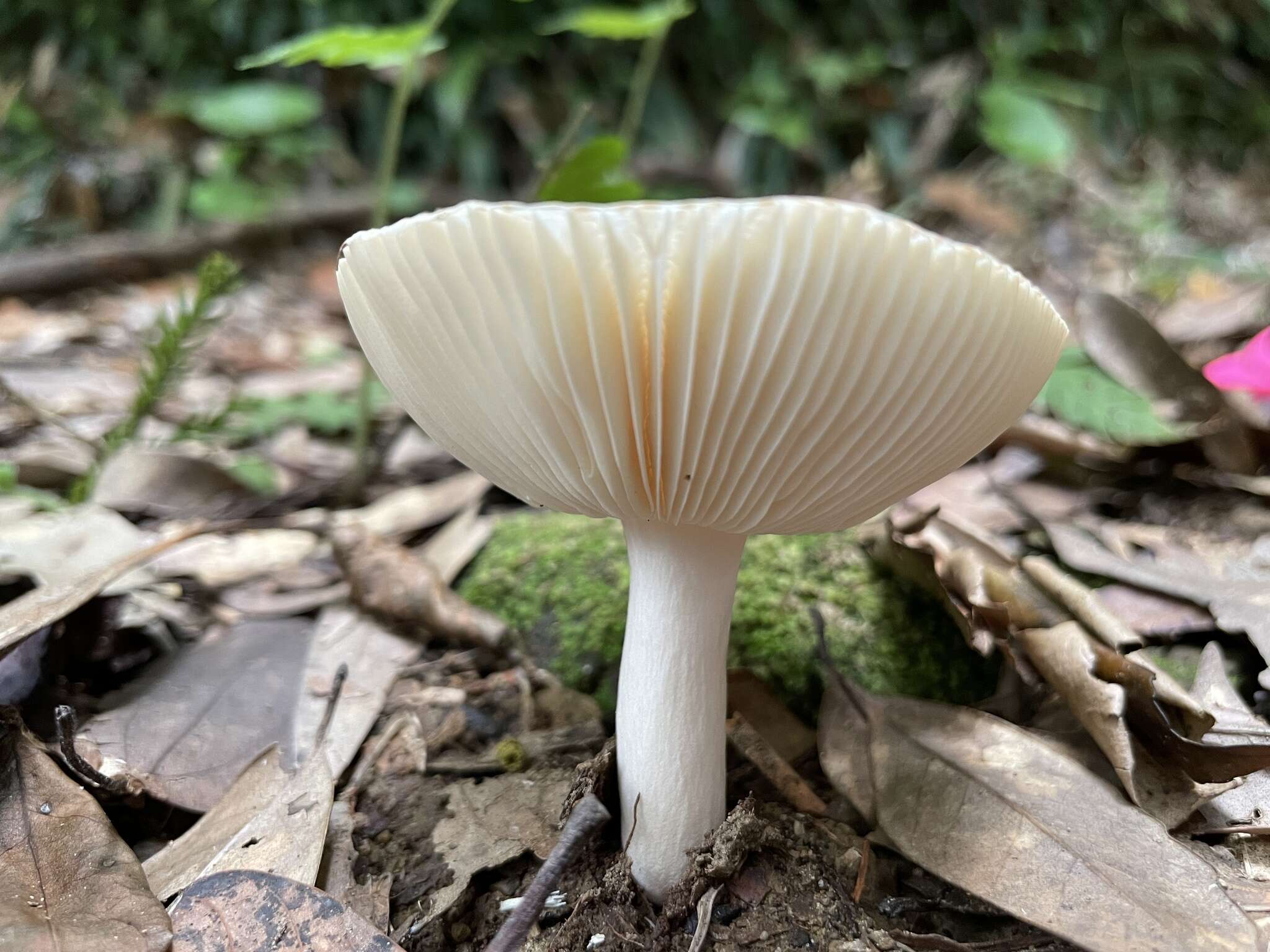 Image of Russula sororia (Fr.) Romell 1891