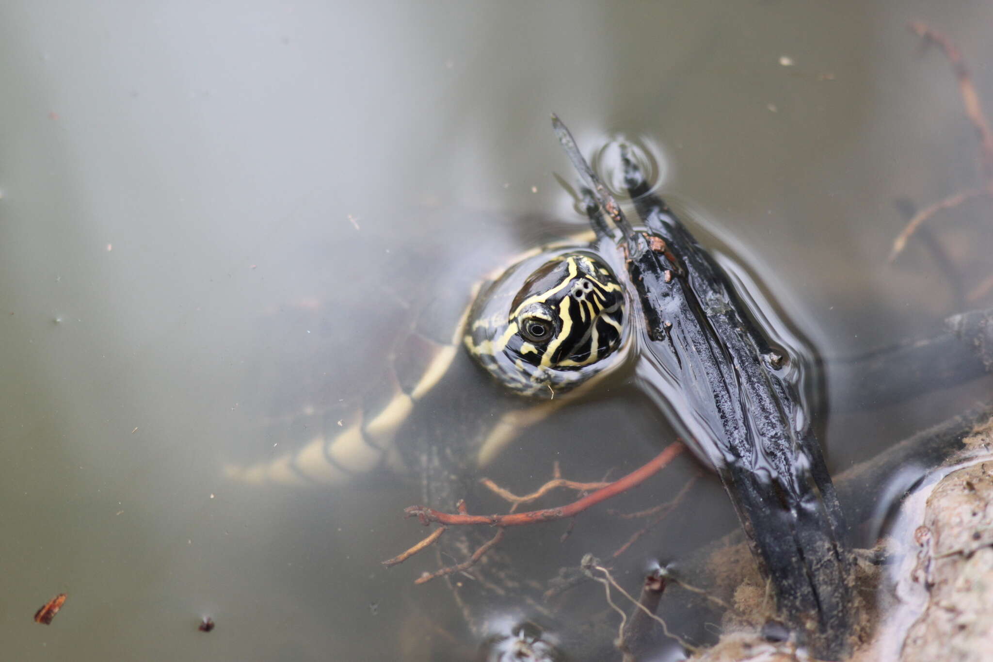 Image of Malayan snail-eating turtle