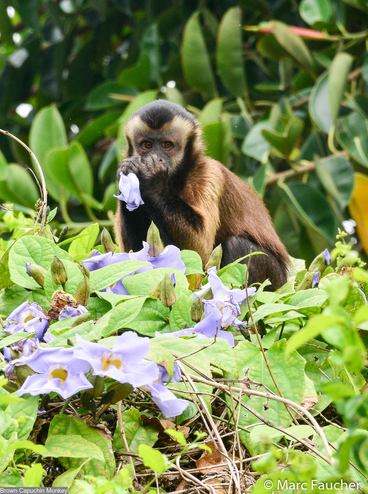 Image of Black-capped Capuchin