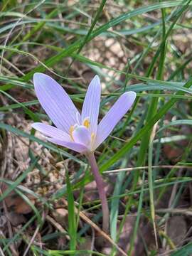 Image of Colchicum longifolium Castagne