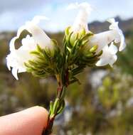 Image of Erica denticulata var. denticulata