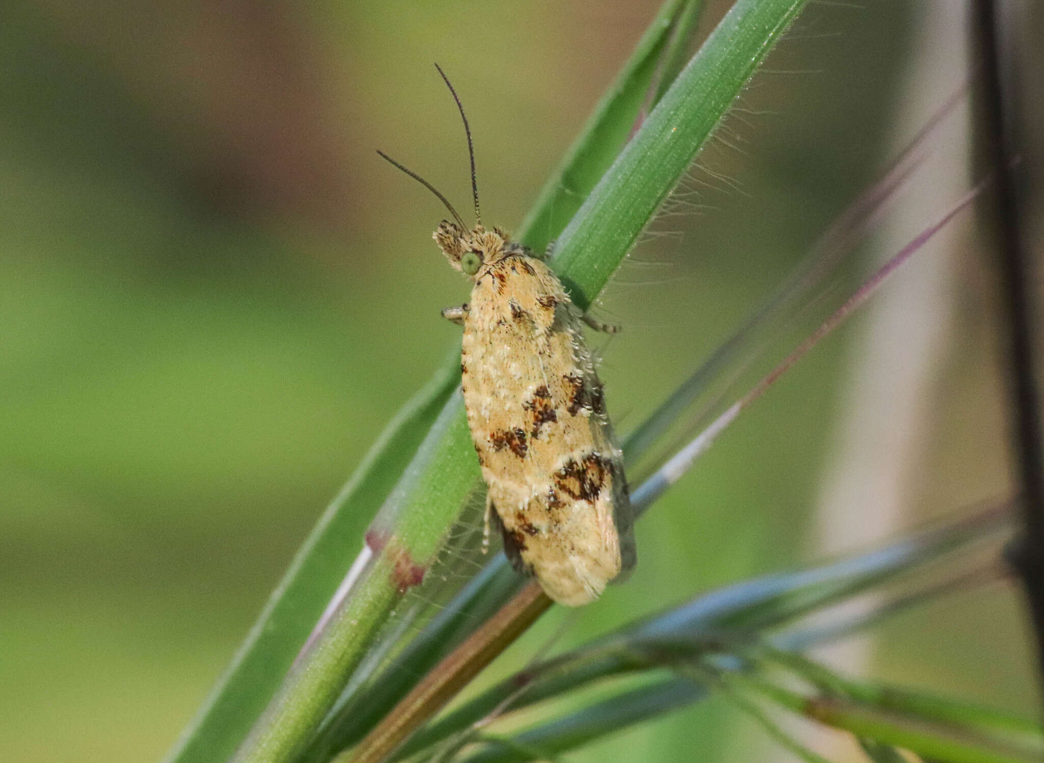 Image of Aethes williana Brahm