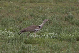 Image of Kori Bustard