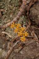 Image de Tridactyle bicaudata subsp. rupestris H. P. Linder