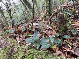 Image of Pyrola alboreticulata Hayata