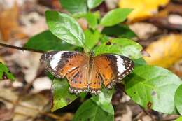 Image of Orange lacewing