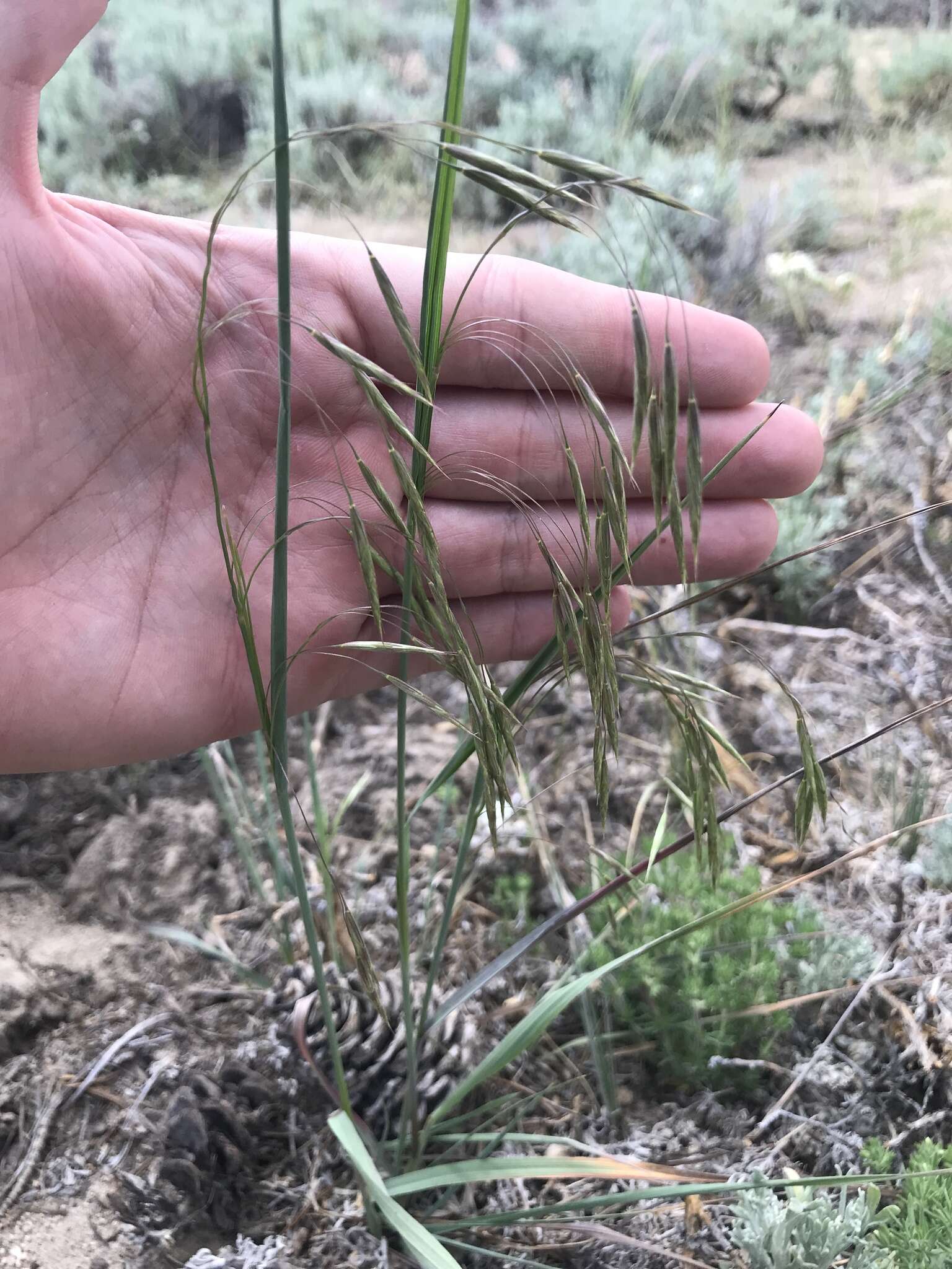 Plancia ëd Bromus porteri (Coult.) Nash