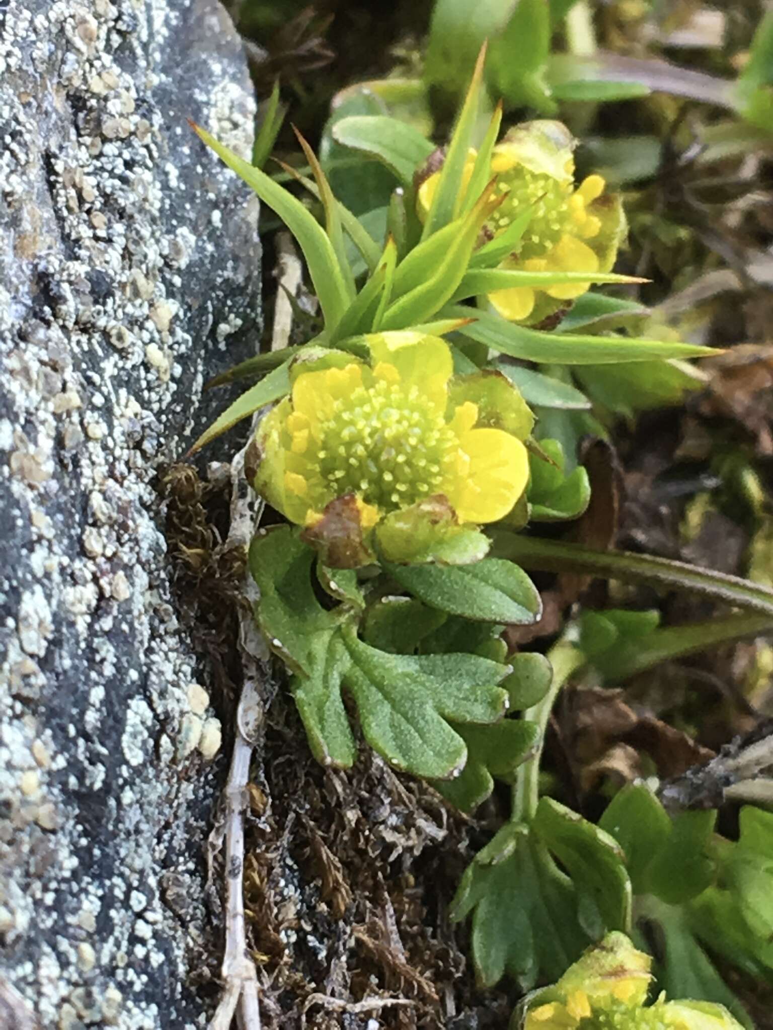 Image of pygmy buttercup