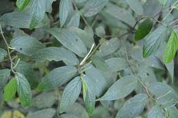 Image of Piper pseudoasperifolium C. DC.