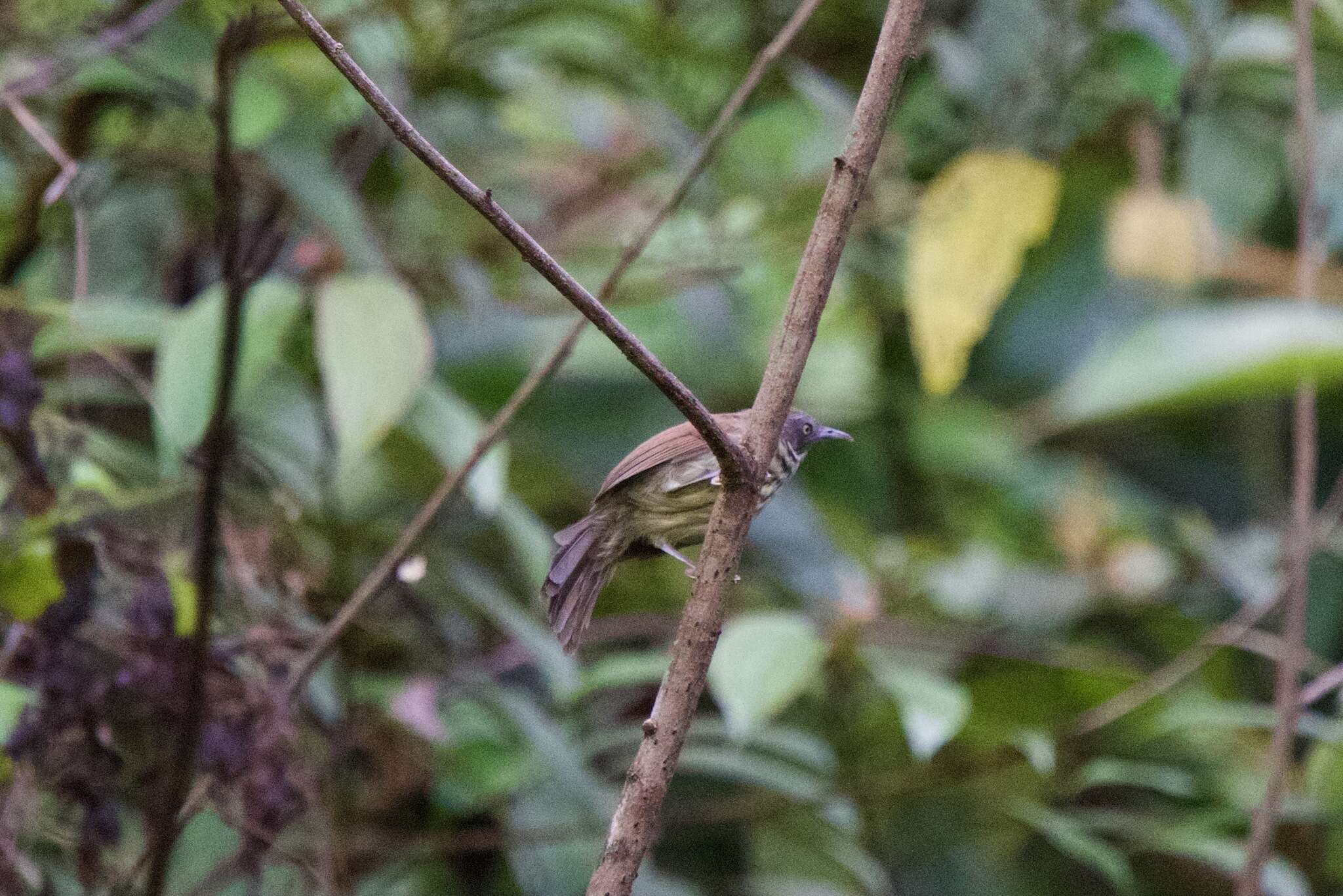 Image of Bold-striped Tit-Babbler