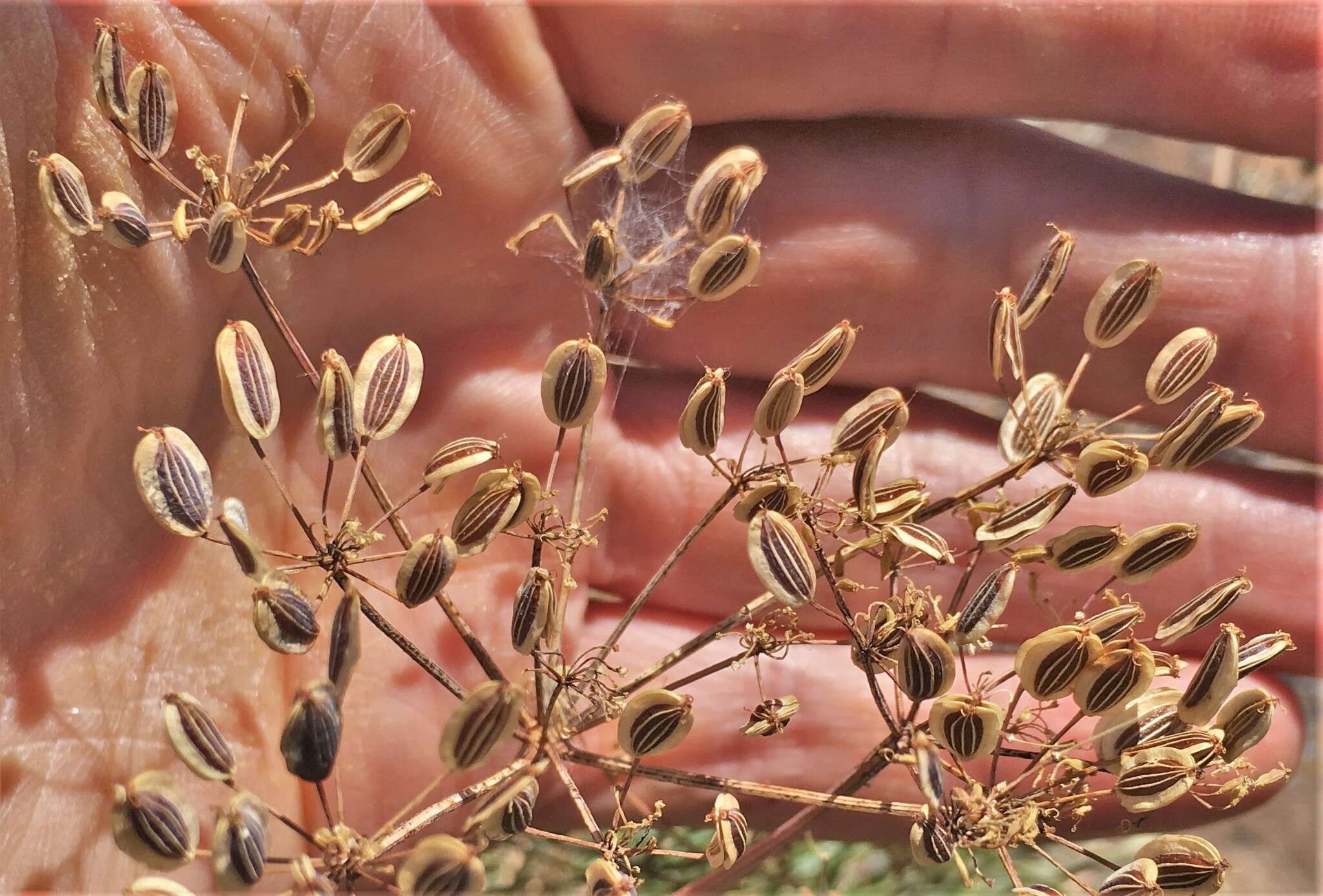 Image of Slickrock biscuitroot