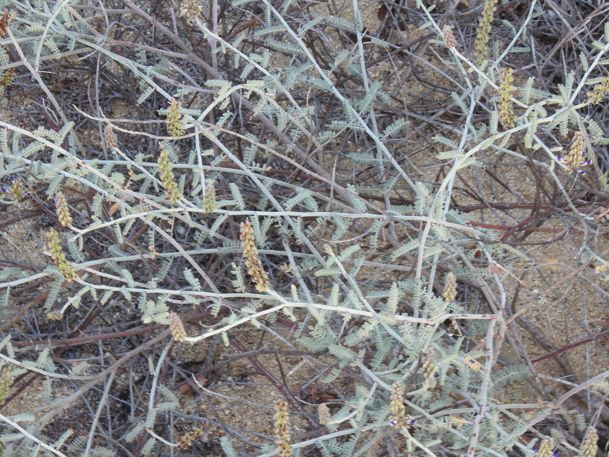 Image of Marina maritima (Brandegee) Barneby