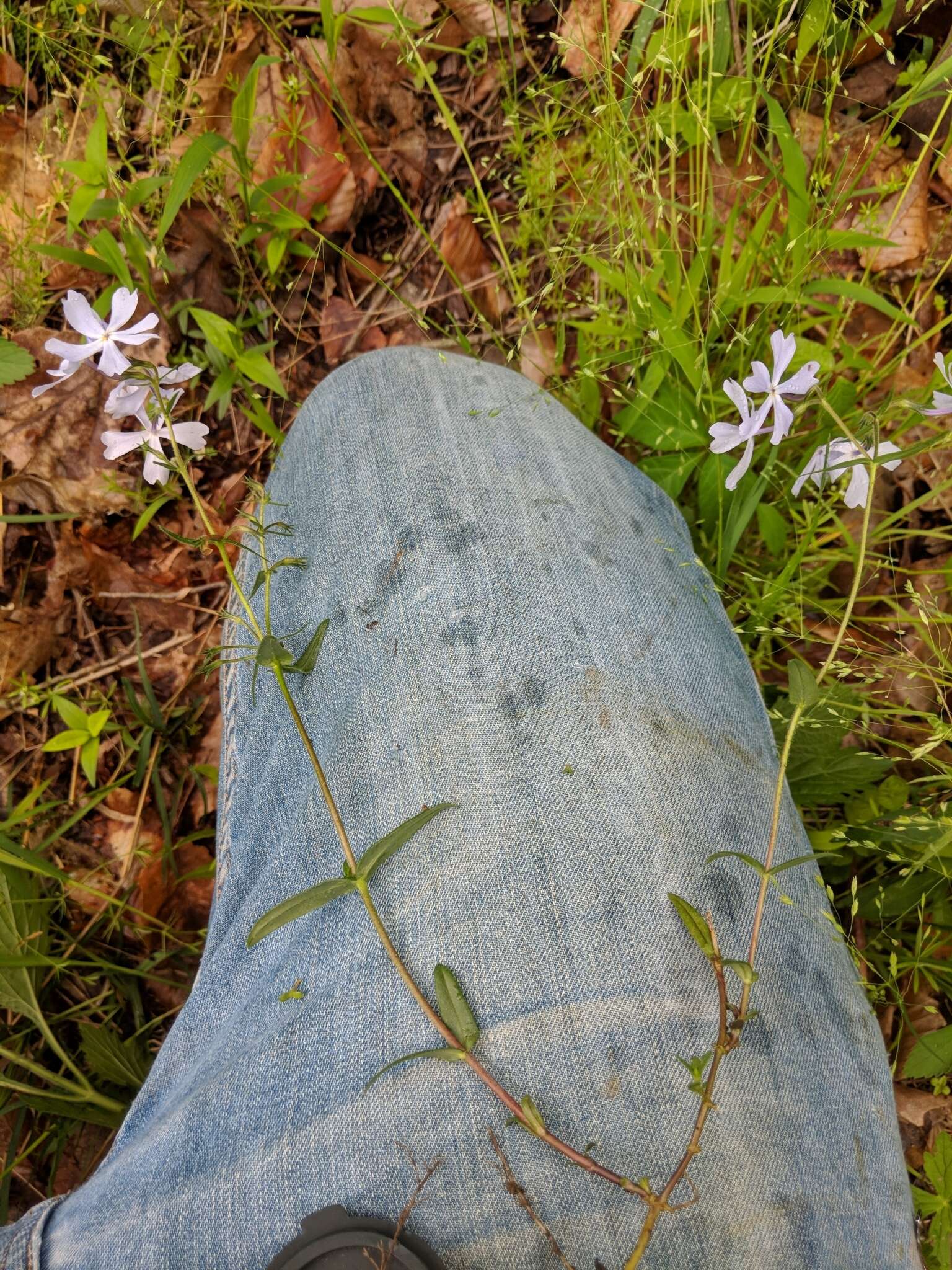 Image of wild blue phlox