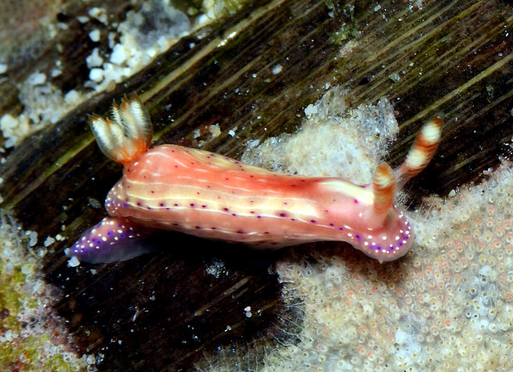 Image of Hypselodoris paradisa Gosliner & R. F. Johnson 2018