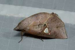 Image of Pterogonia cardinalis Holloway 1976