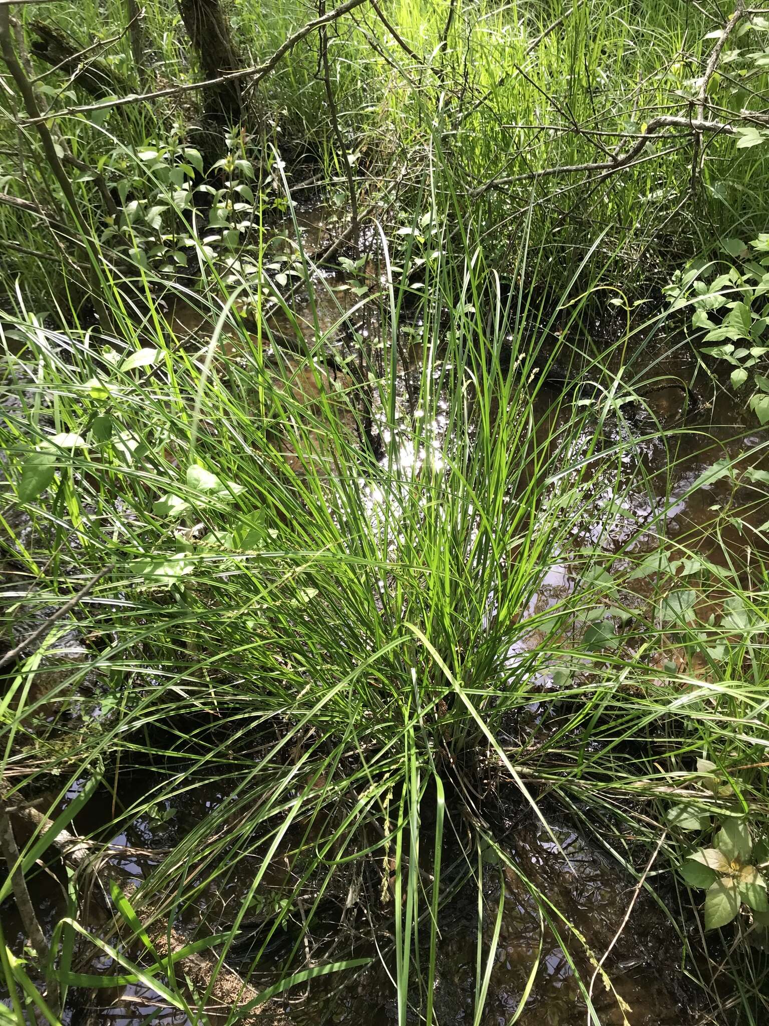 Carex decomposita Muhl. resmi