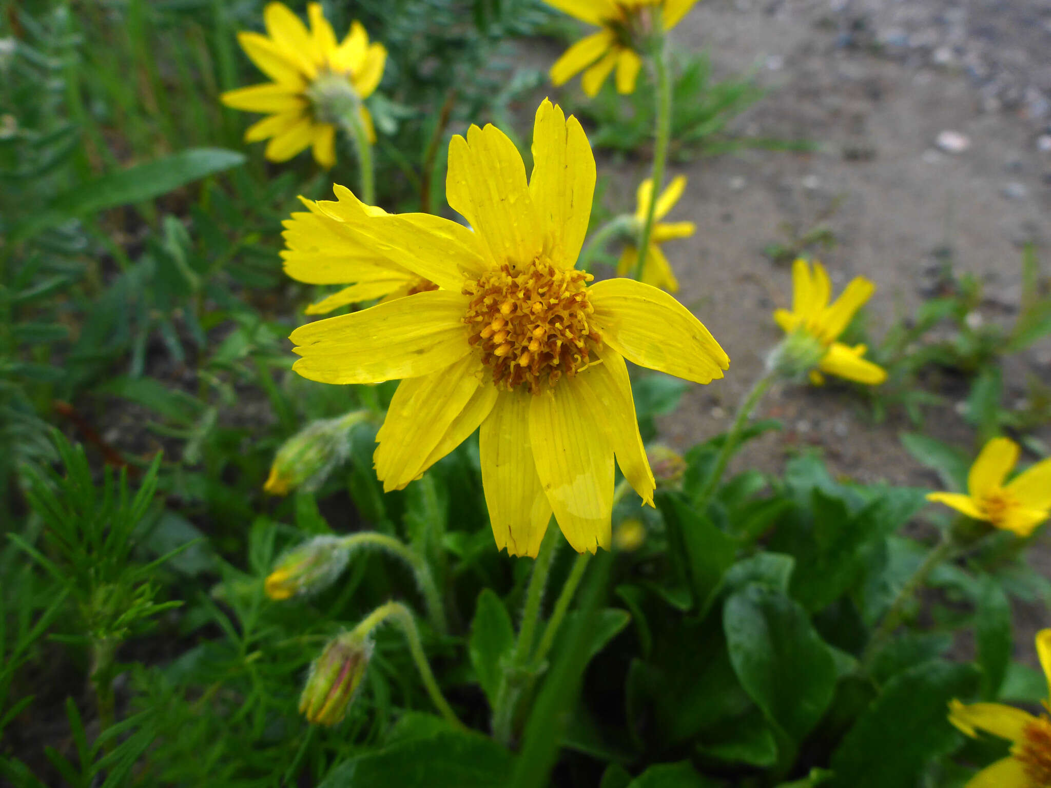 Image of Arnica griscomii Fern.