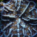 Imagem de Mycetophyllia aliciae Wells 1973