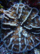 Image of Knobby cactus coral