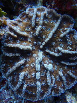 Слика од Mycetophyllia aliciae Wells 1973