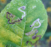 Image of Fomoria pteliaeella (Chambers 1880) Wilkinson 1979