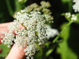 Image de Ostericum sieboldii (Miq.) Nakai