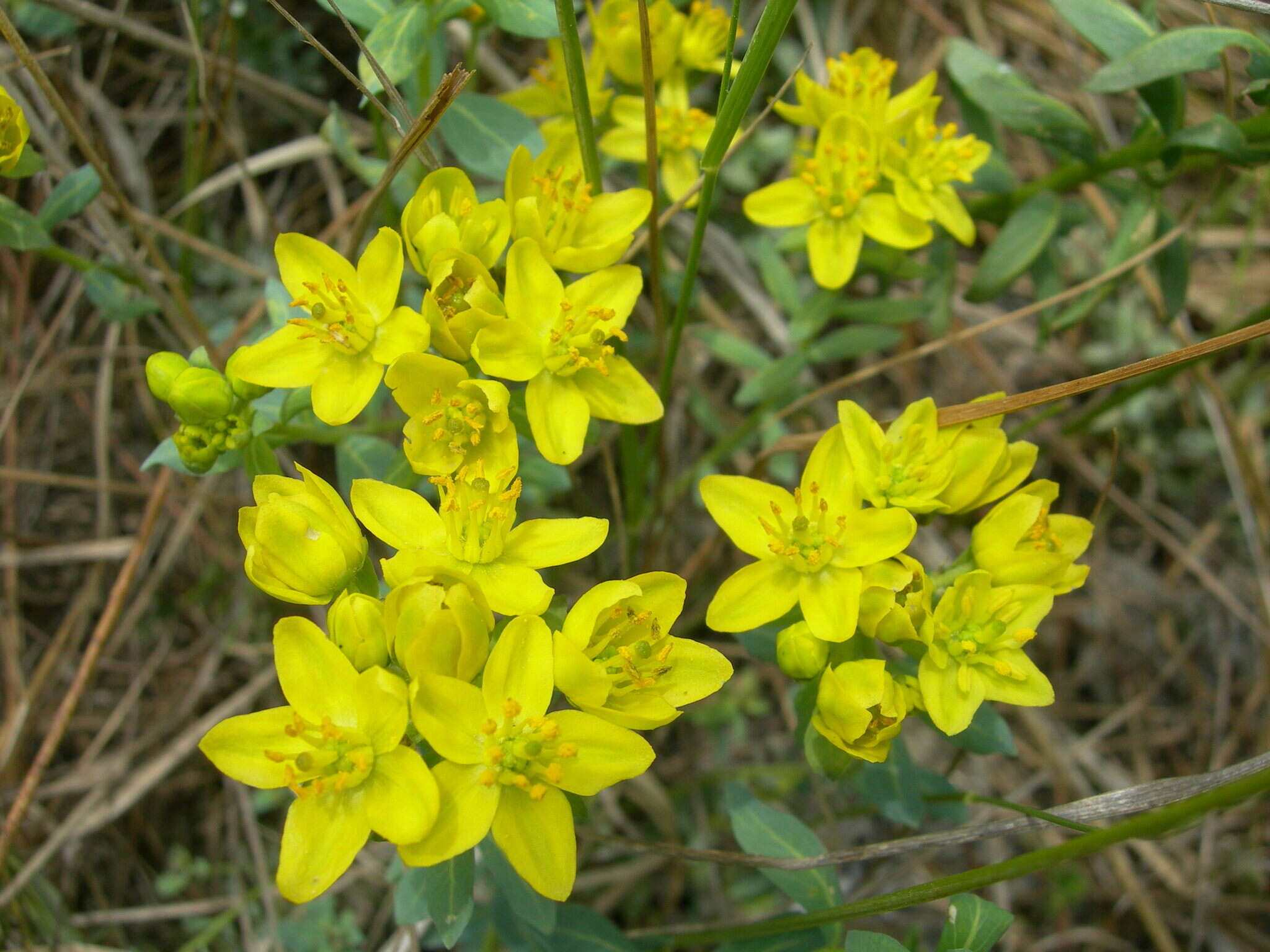 Image of Haplophyllum thesioides (Fischer ex DC.) G. Don fil.