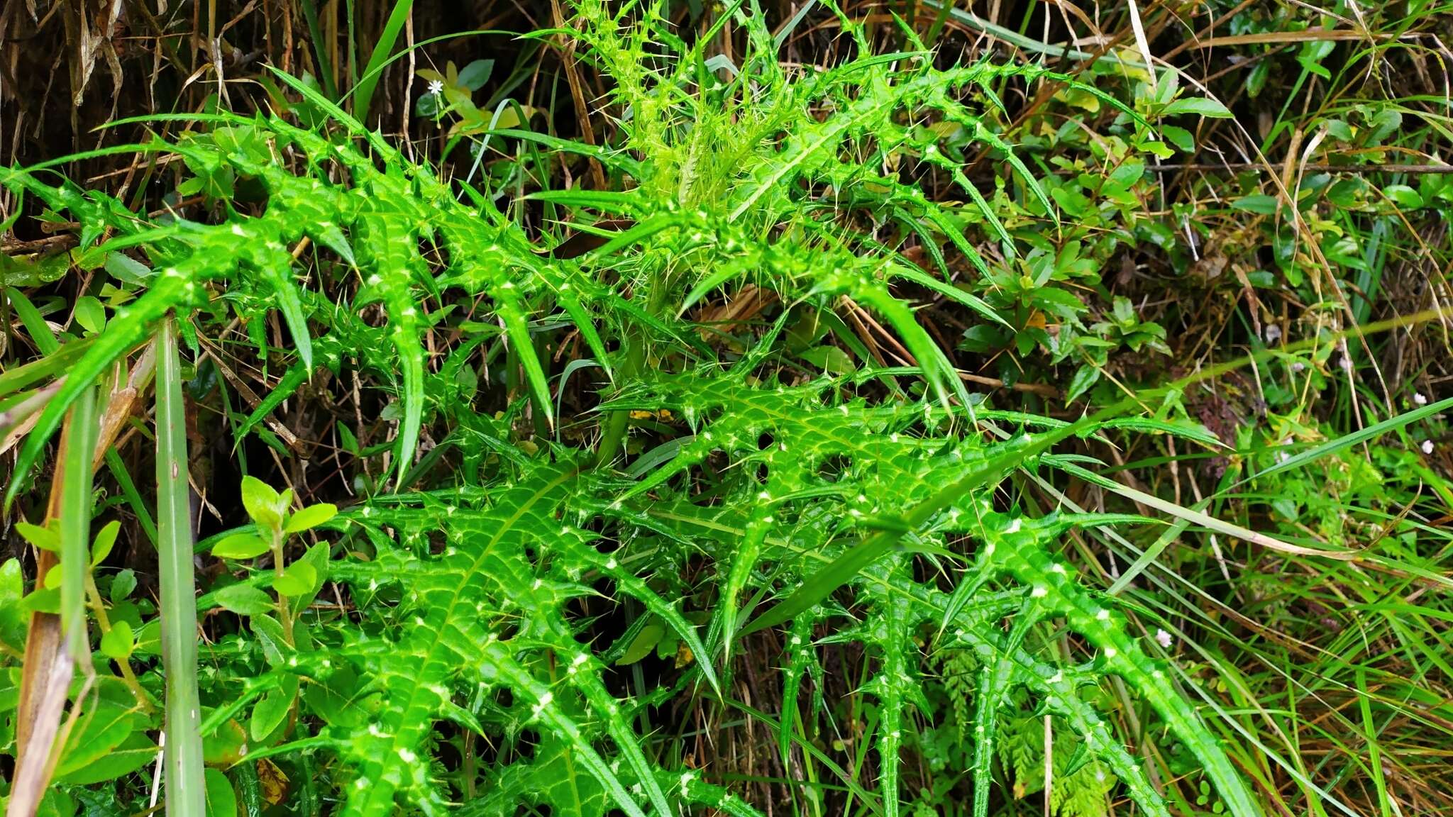 Image of <i>Cirsium tatakaense</i>