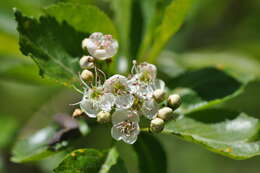 Image of Suksdorf's Hawthorn