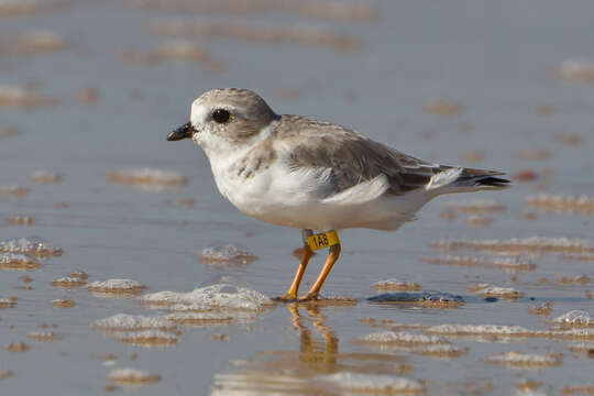 Image of Piping Plover