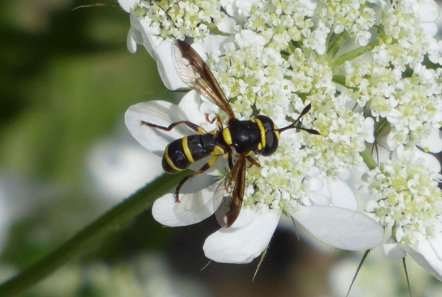 Image of Ceriana vespiformis (Latreille 1809)