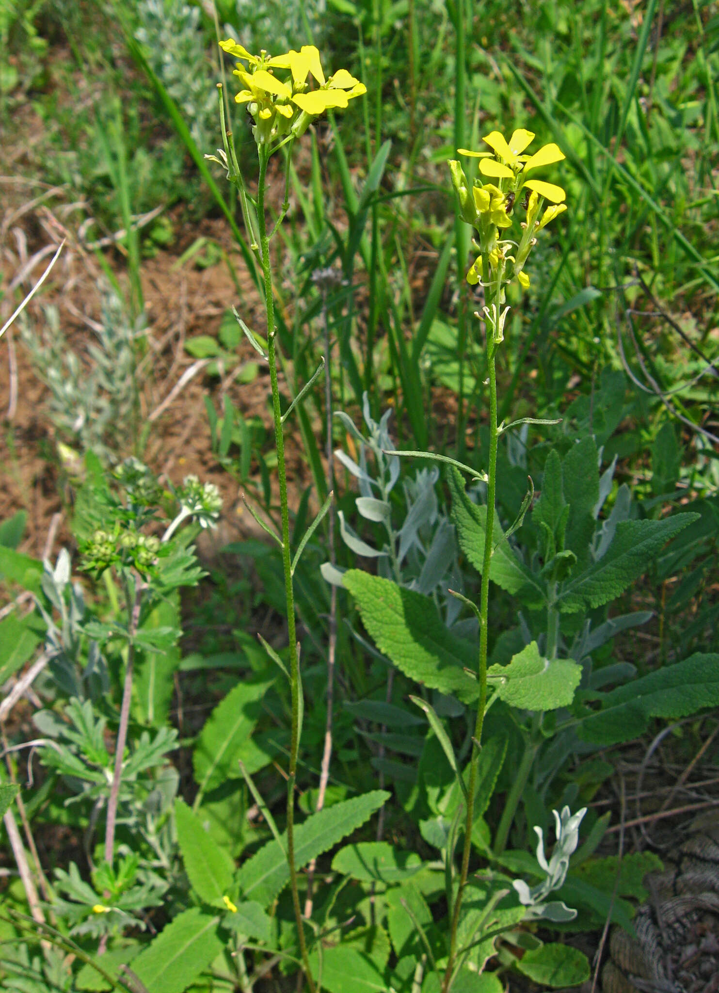 Image of diffuse wallflower