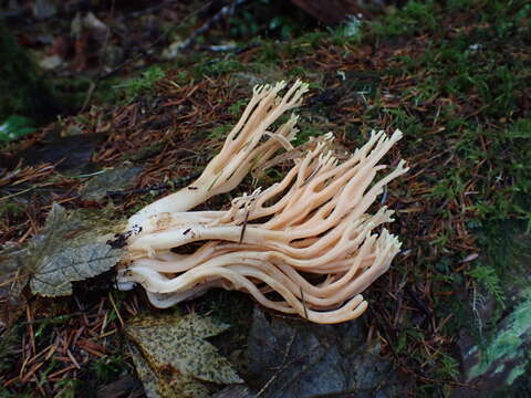 Image of Ramaria conjunctipes (Coker) Corner 1950