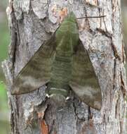 Image de Macroglossum micacea Walker 1856