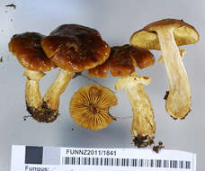 Image of Cortinarius subcastanellus E. Horak, Peintner, M. M. Moser & Vilgalys 2002