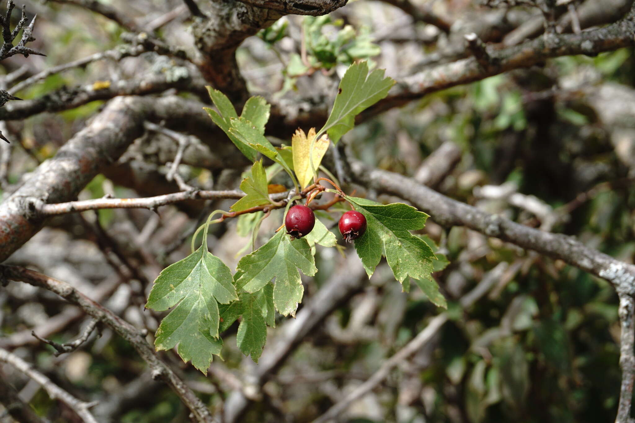 Image of Crataegus karadaghensis Pojark.