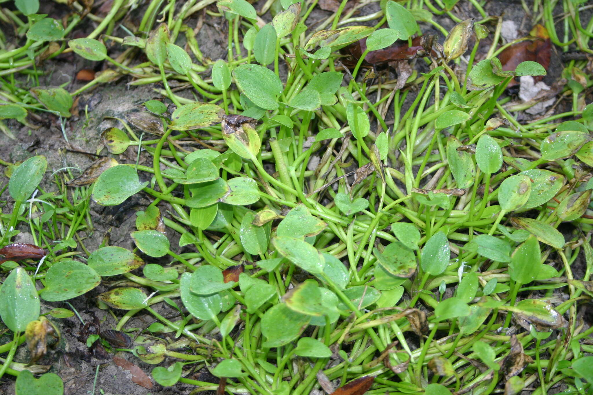 Heteranthera limosa (Sw.) Willd. resmi