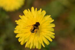 Sivun Palpada elegans (Blanchard 1852) kuva