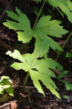 Petasites frigidus var. palmatus (Ait.) Cronq.的圖片