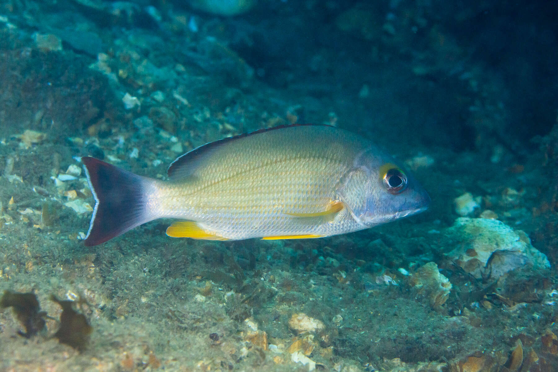 Image of Blacktail snapper