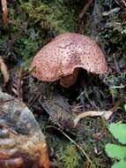 Image of Western Painted Suillus