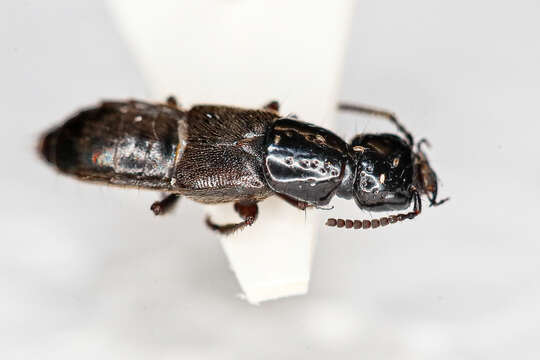 Image of Rove beetle